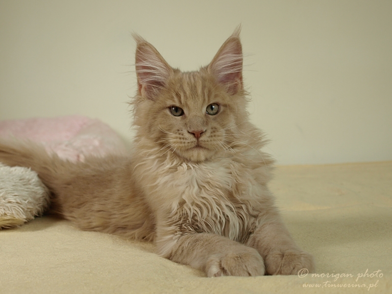 kocięta maine coon