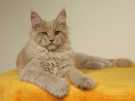 kocięta maine coon