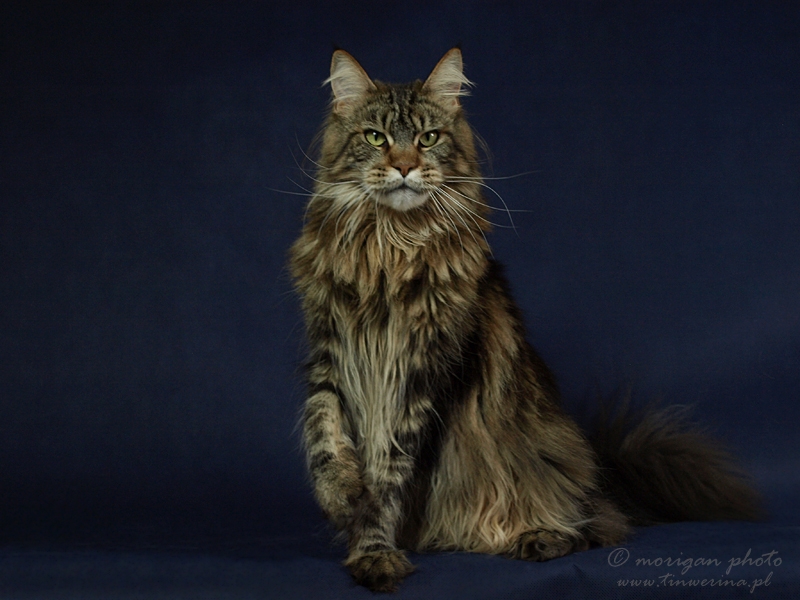 kocięta maine coon