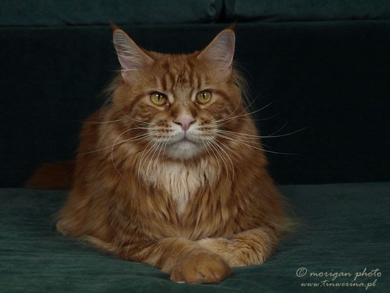 kocięta maine coon