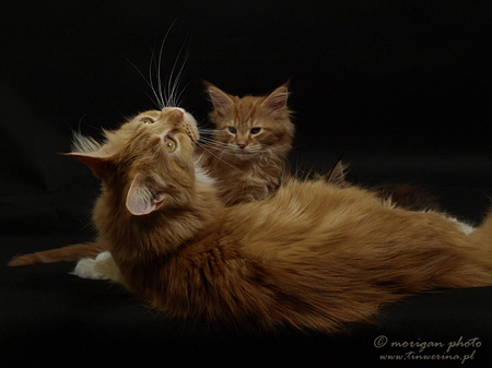 kocięta maine coon