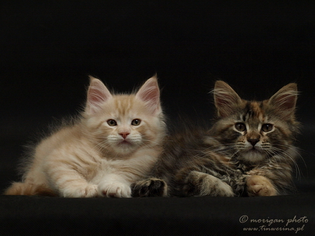 kocięta maine coon