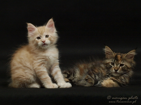 kocięta maine coon