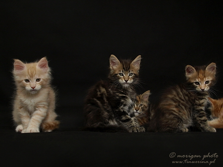 kocięta maine coon