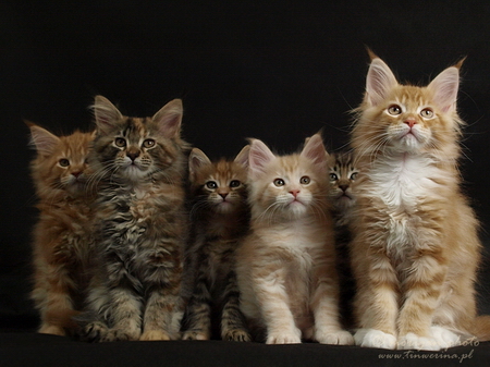 kocięta maine coon