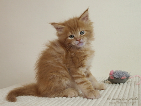 kocięta maine coon