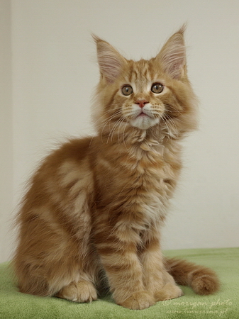 kocięta maine coon