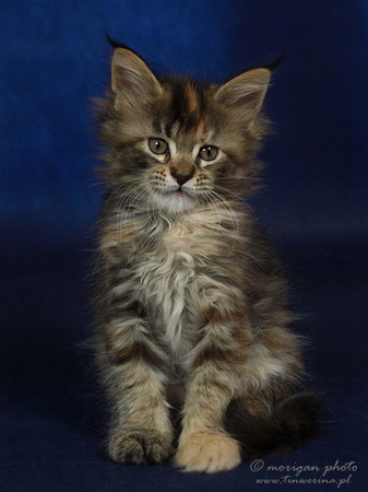 kocięta maine coon