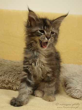 kocięta maine coon