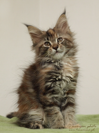 kocięta maine coon