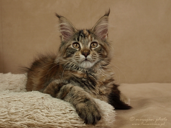 kocięta maine coon