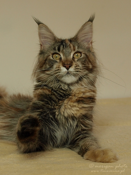 kocięta maine coon