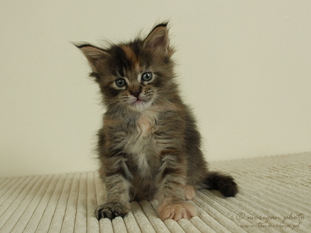 kocięta maine coon