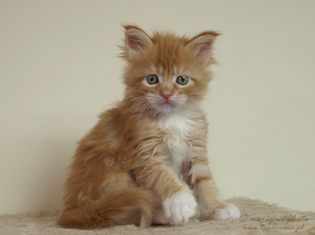 kocięta maine coon