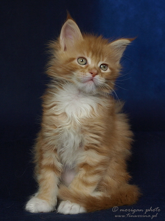 kocięta maine coon