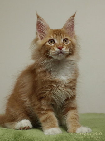 kocięta maine coon