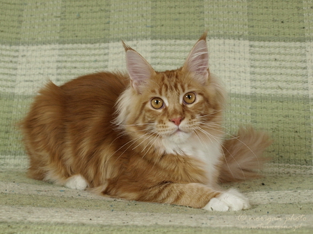 kocięta maine coon