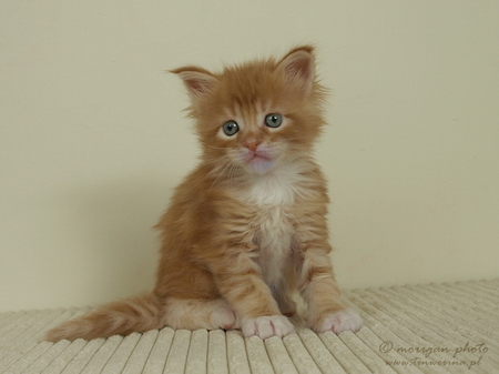 kocięta maine coon