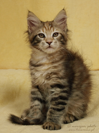 kocięta maine coon