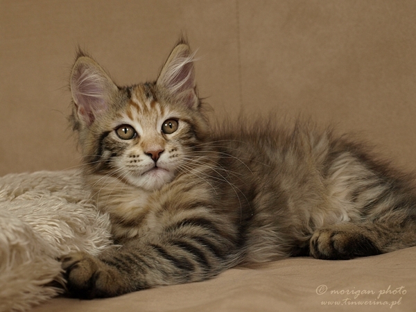 kocięta maine coon