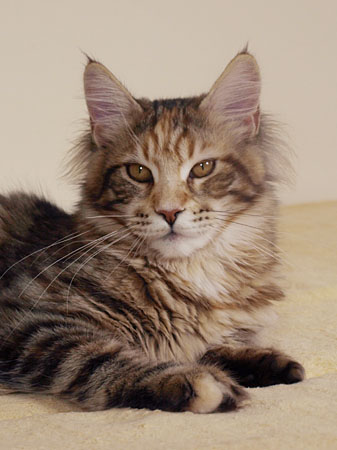 kocięta maine coon