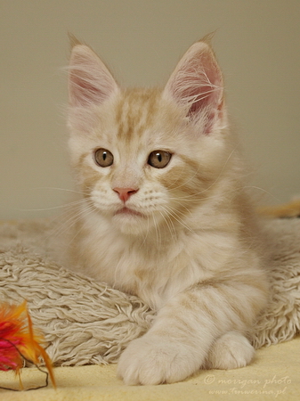 kocięta maine coon