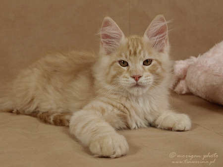 kocięta maine coon