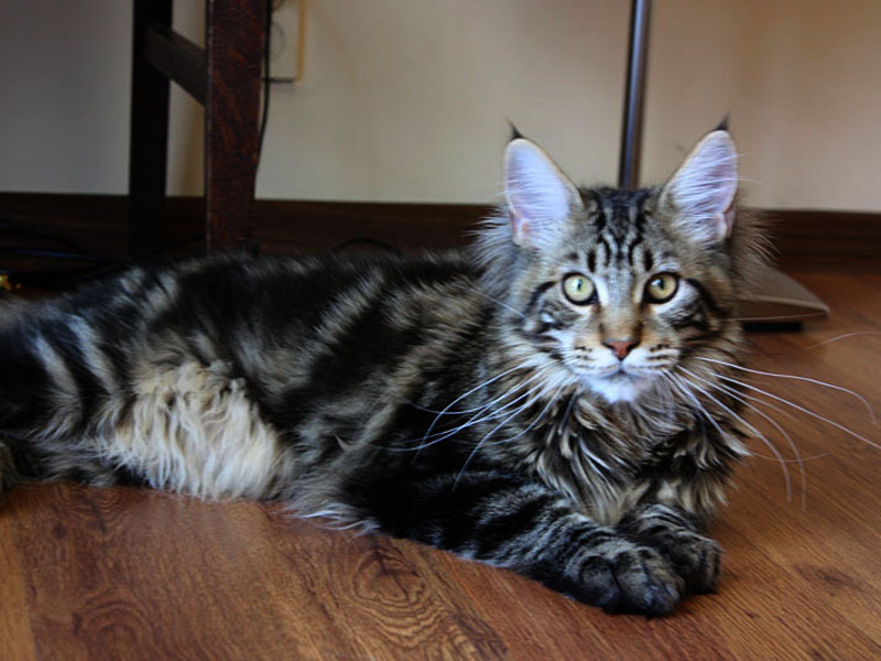 kocięta maine coon