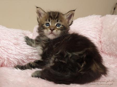 kocięta maine coon