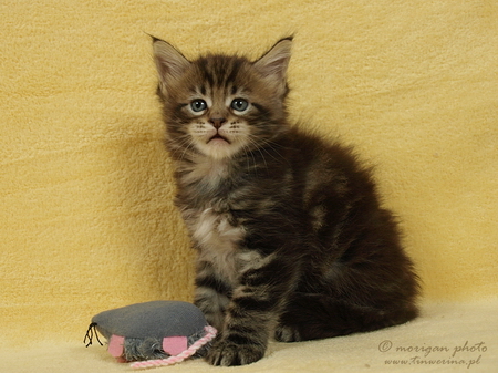 kocięta maine coon