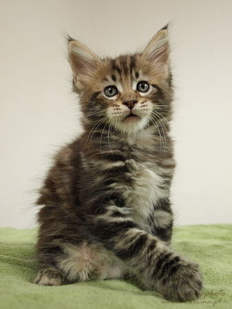 kocięta maine coon