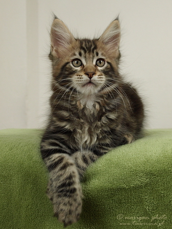 kocięta maine coon