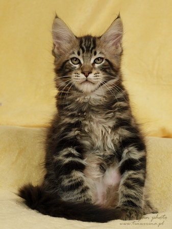 kocięta maine coon