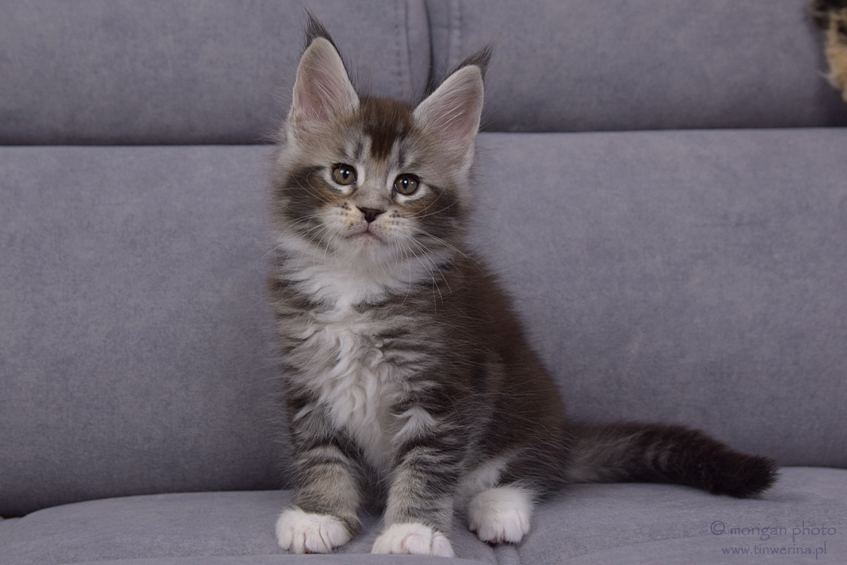 kocięta maine coon