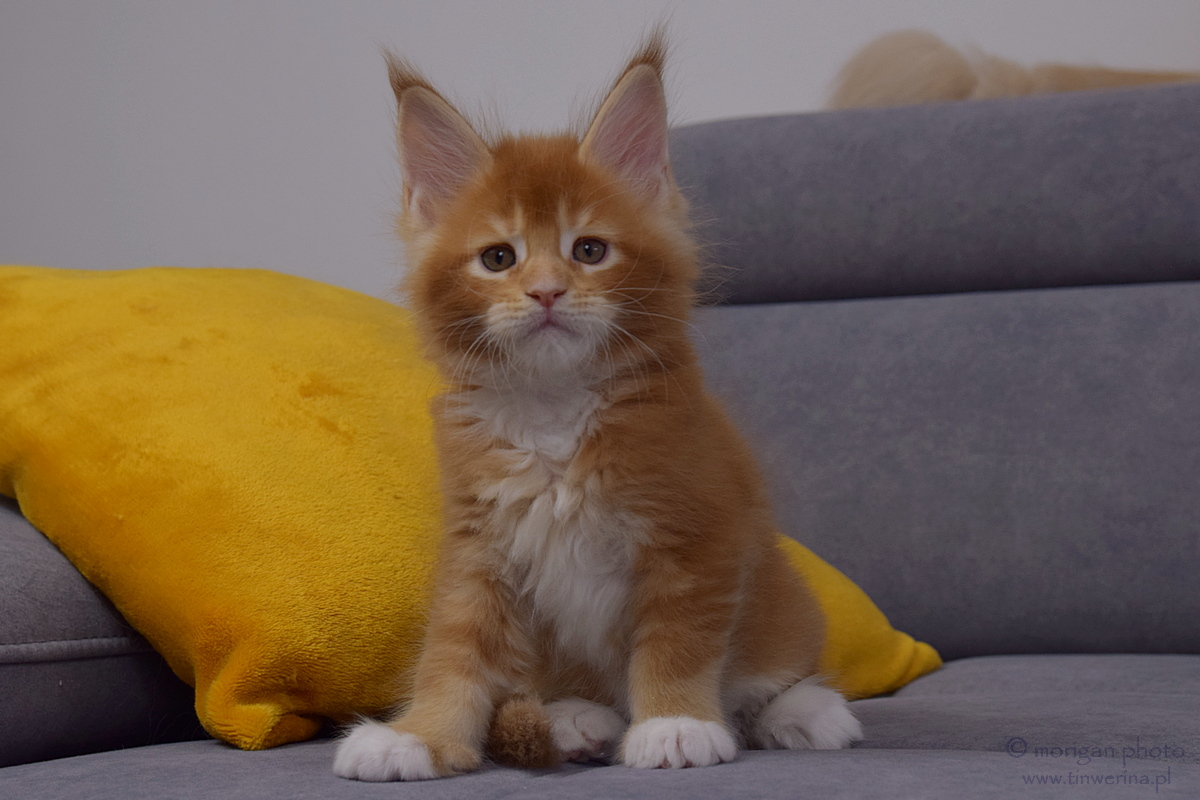 kocięta maine coon