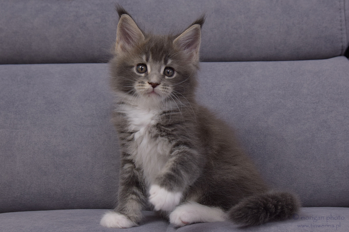 kocięta maine coon